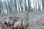 Буревій повалив дерева у парку імені Федьковича (відео)