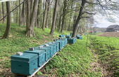 'Зможуть продавати бджіл за кордон': пасікам на Буковині, де працюють карпатські бджоли, офіційно підвищили статус