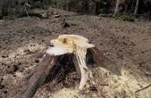 На Буковині незаконно зрубали понад 700 дерев цінних порід
